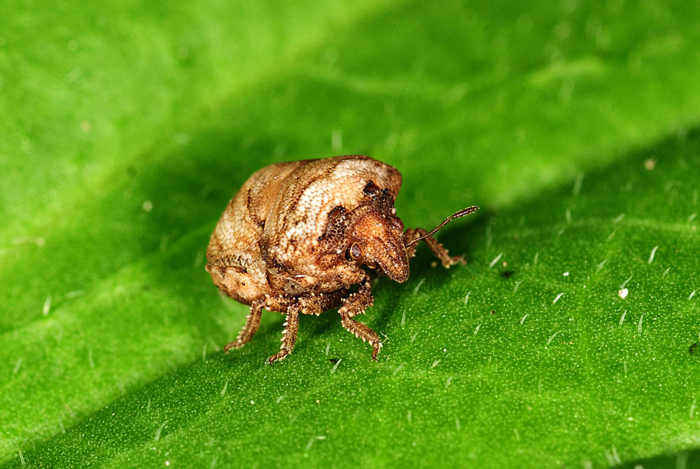 Pentatomidae: Vilpianus galii dalle Marche